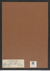 Odontella obtusa Kuetz. (de-Toni-Nr.: Genus 122, Species 3434) Zeichnungen Sammlung Grunow Mappe 03640 (Herbarium_W_Grunow_drawings_Folder_03640)